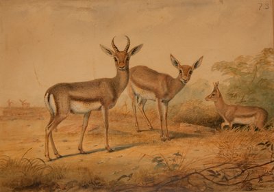 Gazzella persiana da Joseph Wolf